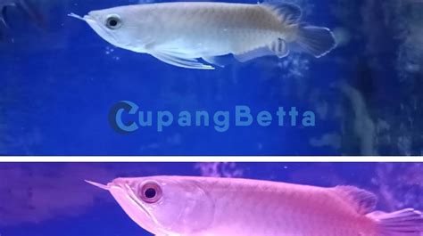 Cara Menyediakan Arwana Pino Kecil