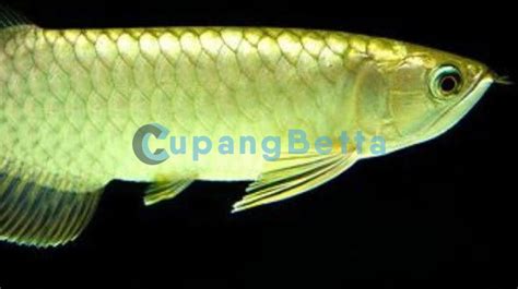 Harga Arwana Pino Kecil