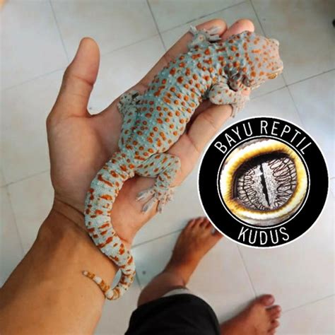 Harga Data Pembeli Tokek