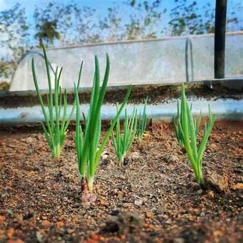 Harga Daun Bawang Per Batang