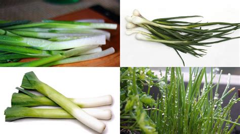 Pengertian Daun Bawang dan Jenis-Jenisnya