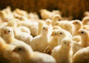 Apa Itu Doc Broiler?