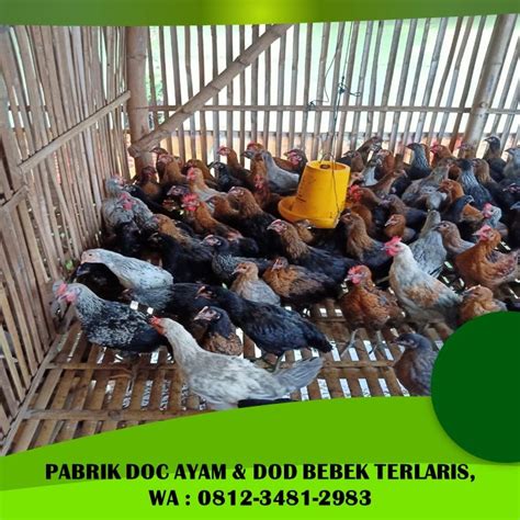 Harga Doc Broiler di Makassar
