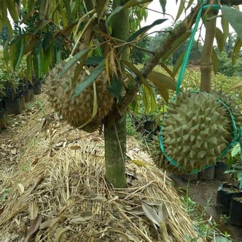 Pro Tips untuk Mendapatkan Harga Durian yang Terbaik