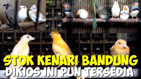 Harga Emprit Jepang Zebra di Pasar