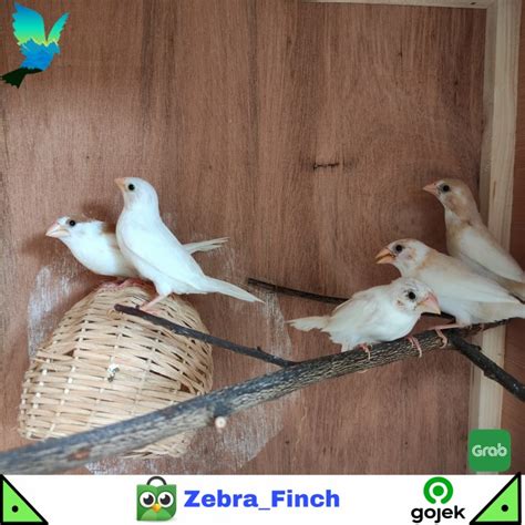 Penawaran Online Harga Emprit Jepang Zebra