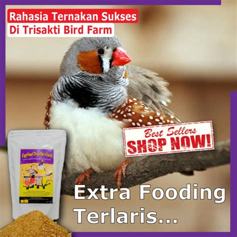 Tips Beli Online Harga Emprit Jepang Zebra