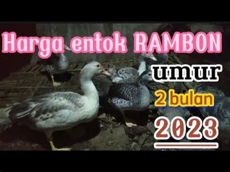 Bagian 2: Harga Entok Umur 2 Bulan