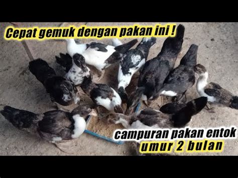 Bagian 4: Cara Menyimpan Entok Umur 2 Bulan