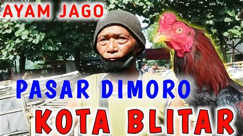 Apa Itu Ayam Aduan Blitar?