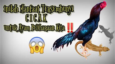Manfaat Mengkonsumsi Ayam Aduan Blitar
