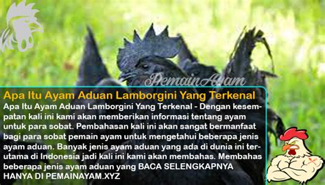 Apa Itu Ayam Aduan?