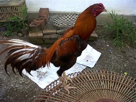 Cara Membeli Ayam Aduan di Thailand