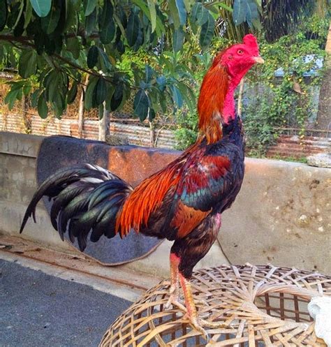 Makan Ayam Aduan di Thailand