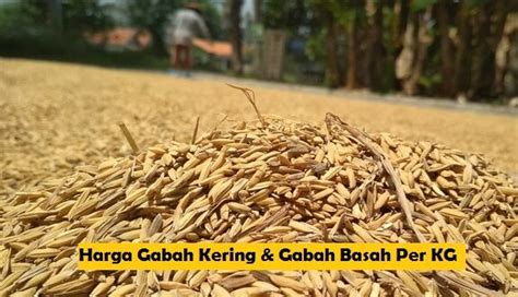 Kunjungi Website BPJS untuk Mendapatkan Informasi Harga Gabah Basah Terbaru