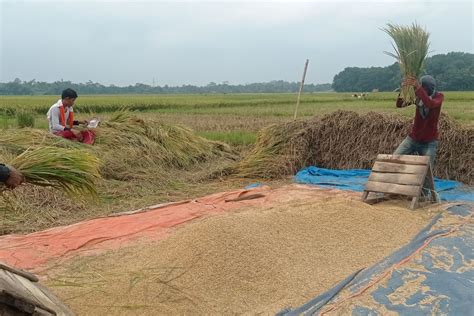 Bagaimana Harga Gabah Basah Berubah?