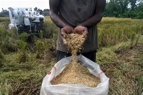 Bagaimana Petani Gabah Bisa Menangkal Dampak Harga Gabah Basah yang Naik