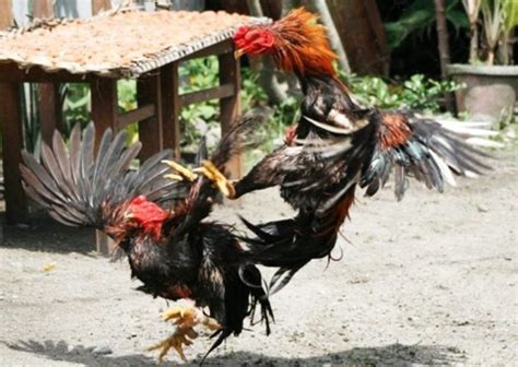 Sejarah Ayam Bangkok Blitar