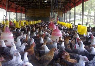 Cara Mengatasi Harga Ayam Broiler Anjlok