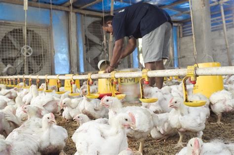 Dampak Harga Ayam Broiler Anjlok pada Industri Peternakan