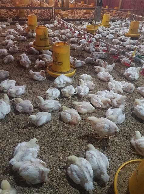 Harga Ayam Broiler Arboge