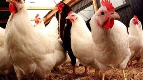 Cara Membandingkan Harga Ayam Broiler di Giant