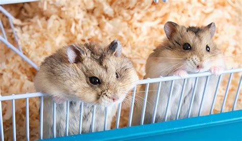 Bagaimana Mencari Harga Hamster yang Sesuai?