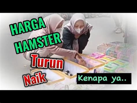 Faktor-Faktor yang Mempengaruhi Harga Hamster