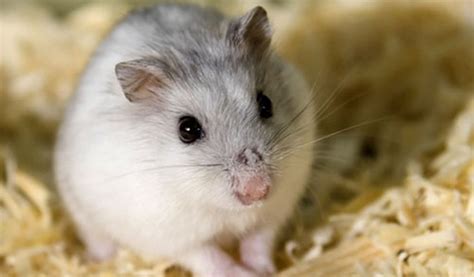Jenis-Jenis Hamster dan Harga Masing-Masing