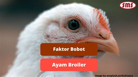 Faktor-Faktor Yang Mempengaruhi Harga Ayam Broiler Wilayah Jatim