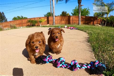 Harga Happy Puppy Bali
