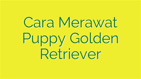 Tips untuk Merawat Happy Puppy Balikpapan yang Terjangkau