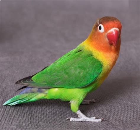 Harga Haver untuk Lovebird: Berapa Harganya?