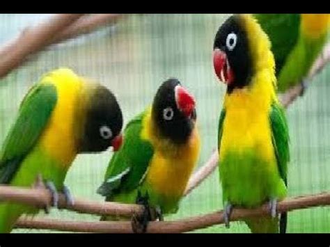 Mengapa Haver Penting bagi Lovebird?