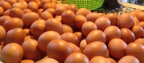 Mengapa Harga Ayam Negri 1 Kg Berbeda?