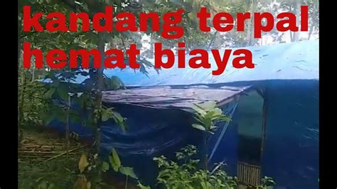 Cara Menghemat Biaya Beli Ayam Pejantan