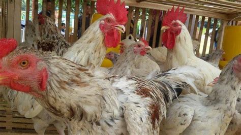 Faktor-faktor yang Memengaruhi Harga Ayam Pejantan