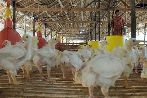 Harga Ayam Pejantan Per Kg Hari Ini
