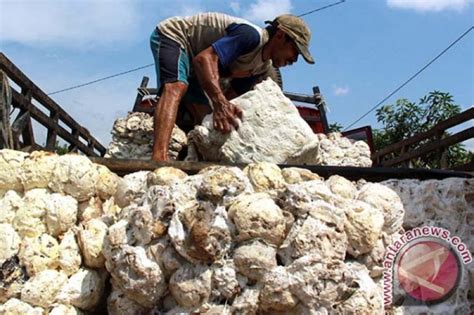 Harga Karet di Banjarmasin Hari Ini