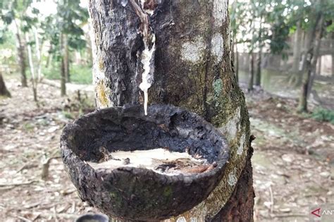 Cara Mengantisipasi Harga Karet di Lampung