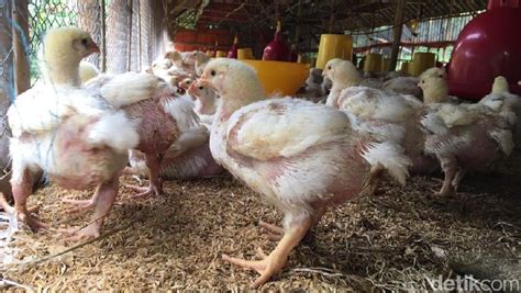 Harga Ayam Potong Ardhi Borneo Saat Ini