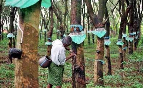 Faktor-Faktor yang Mempengaruhi Harga Karet Hari Ini di Sampit