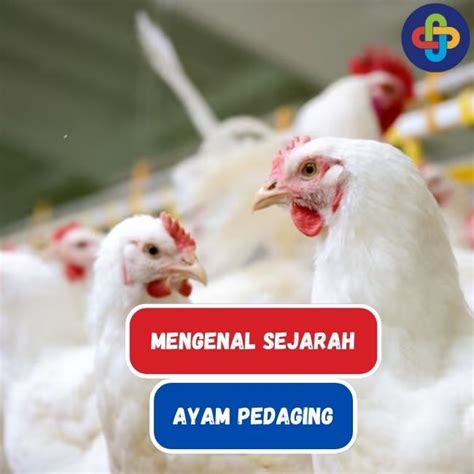 Sejarah Ayam Potong Medan