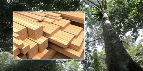 Jenis Kayu Balau Merah