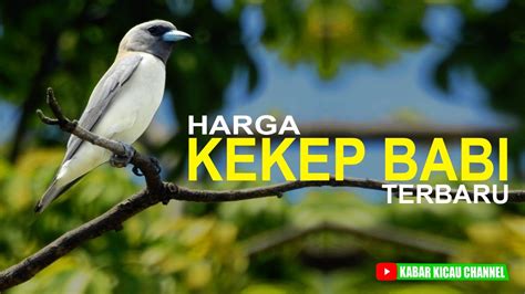 Harga Kekep Babi Gacor di Indonesia