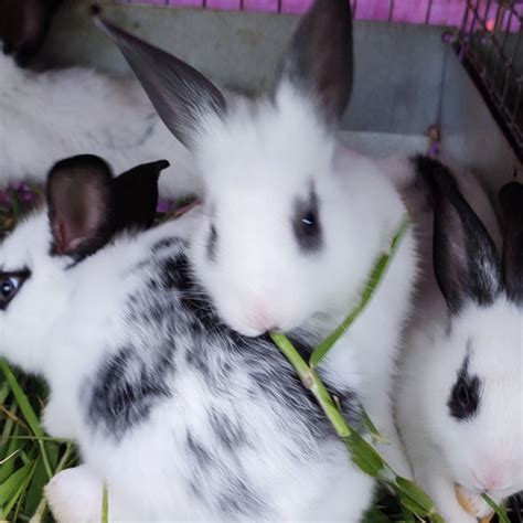 Mengapa Kelinci Lokal Hias?