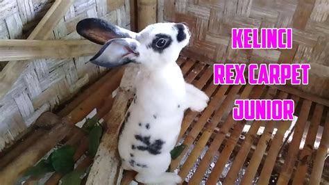 Mengapa Kelinci Rex Carpet Populer?