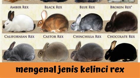 Mengenal Kelinci Rex Carpet