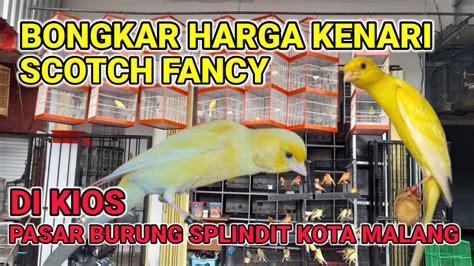 Harga Kenari F1 Scotch Fancy