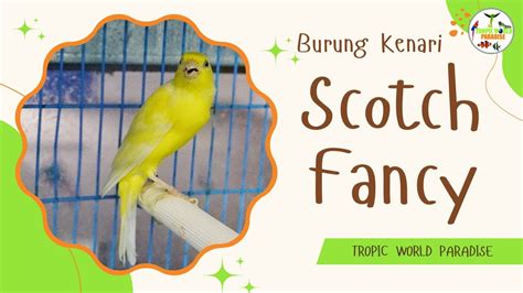 Kenari F1 Scotch Fancy: Characteristics dan Benefits